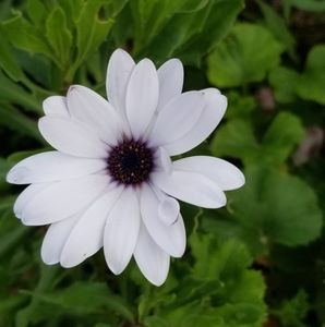 Meet your Posher, Omran